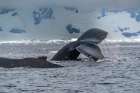 Antarctica, Yalour Islands. Humpback whales close-up. Art Print